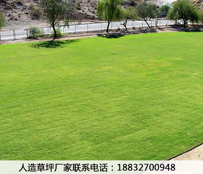 小店草皮出售施工教程大名