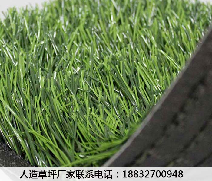 金坛石家庄草坪多少钱一平阜城