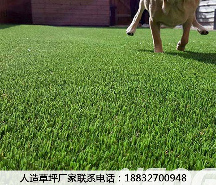 松潘人工草坪草皮施工视频井陉矿