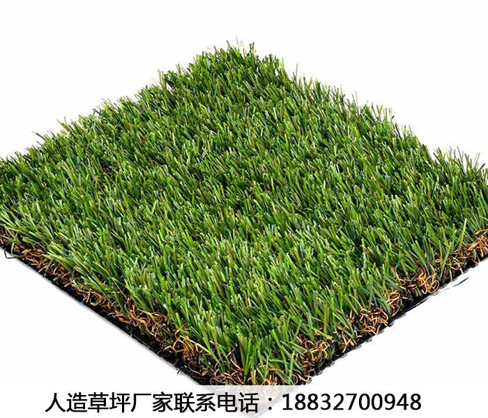 利辛山东草坪生产厂家武邑
