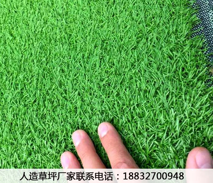 小店草皮出售施工教程大名
