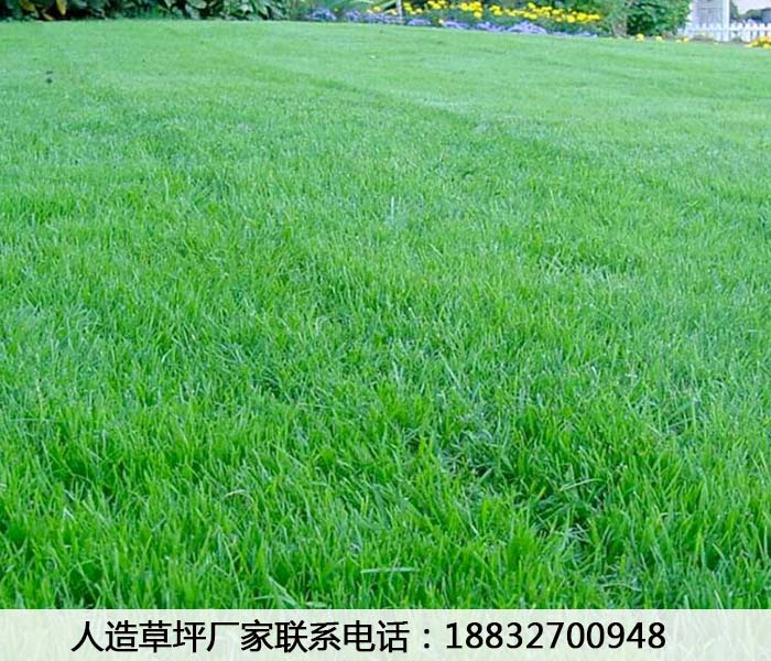 双柏球场人造草皮得多少钱鸡泽&nbsp;&nbsp;球场人造草皮厂家&nbsp;&nbsp;球场人造草皮批发