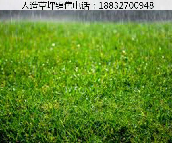 新兴人工草坪厂家联系电话青县 人工草坪厂家厂家 人工草坪厂家批发