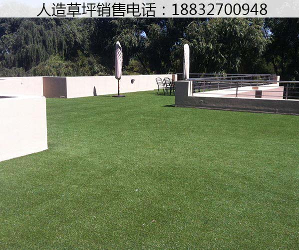 利辛山东草坪生产厂家武邑