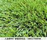 柞水河北草坪多少钱1㎡丰润