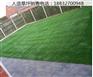金坛石家庄草坪多少钱一平阜城