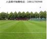 松山草坪批发价格多少钱平泉