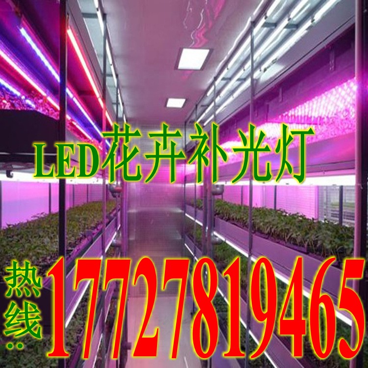 红蓝光植物全光谱大棚植物生长灯花草多肉植物补光灯&nbsp;&nbsp;多肉植物补光灯?