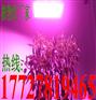 全光谱植物灯 专业植物灯生产厂家