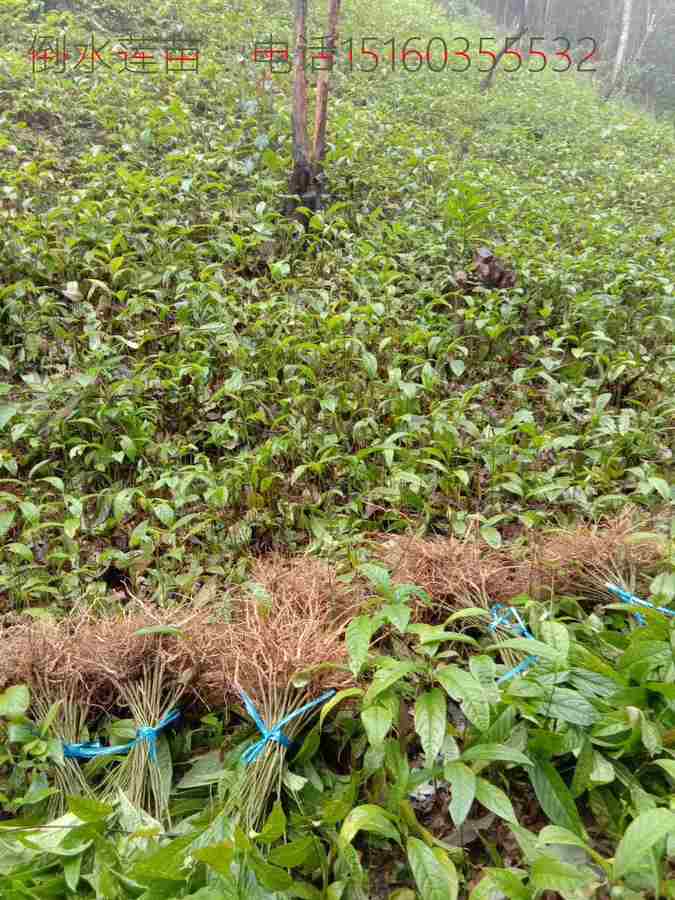 供应南平黄花倒水莲苗|倒吊黄种子|黄花金贵种苗  南平倒吊黄苗  南平黄花远志苗