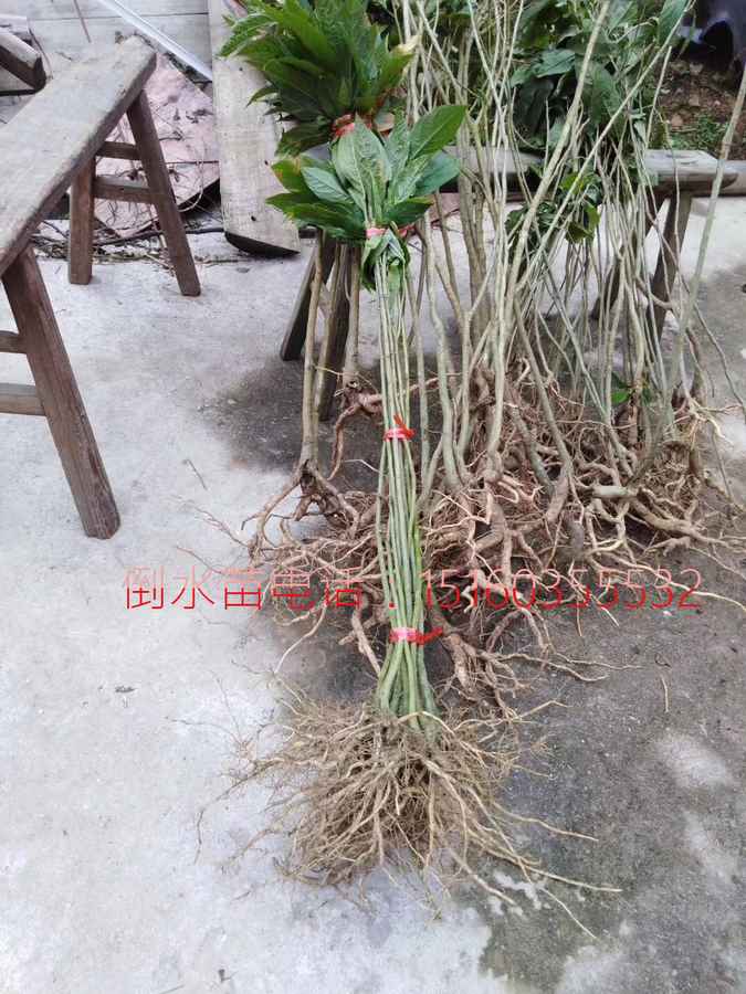 供应宁化黄花倒水莲苗|倒吊黄种苗|倒吊黄花根  倒吊黄苗  黄花远志苗