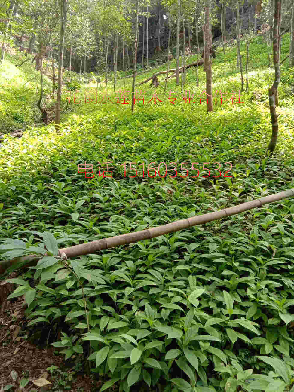 供应宁化黄花倒水莲苗|倒吊黄种苗|倒吊黄花根  倒吊黄苗  黄花远志苗