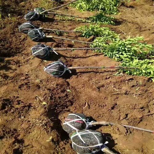 山东李子苗种植基地