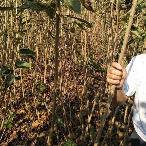 泰安美早樱桃苗种植基地