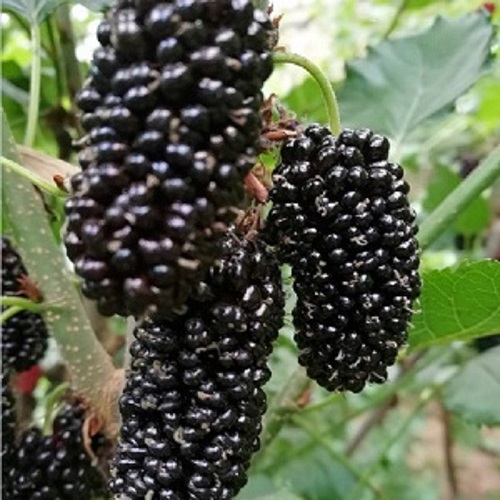 桑樹苗