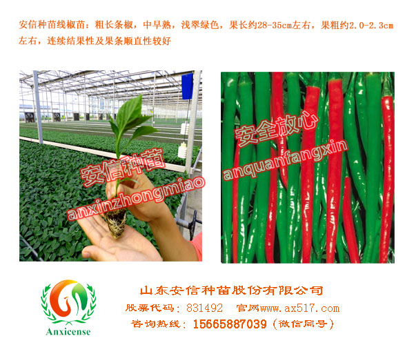 山东线椒苗,安信种苗,知名品牌