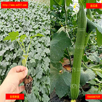 抗病强,做瓜能力强的丝瓜苗就选安信种苗  山东丝瓜苗