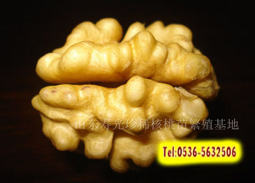 嫁接核桃苗供应商