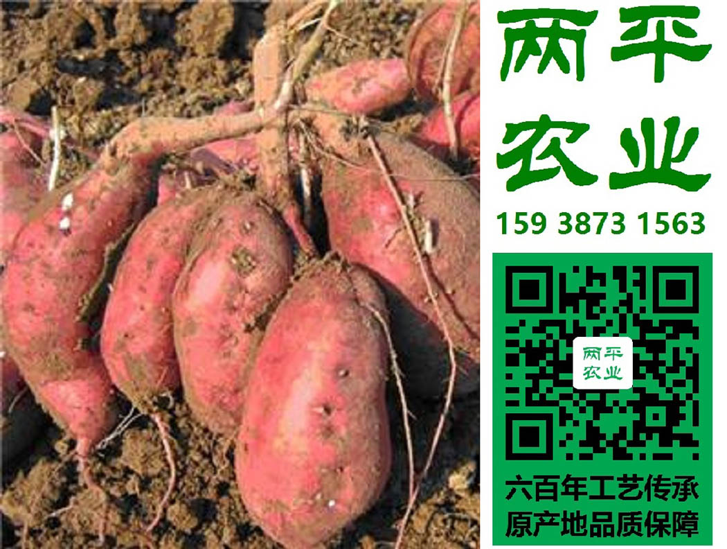 广州纯红薯粉条定制厂商