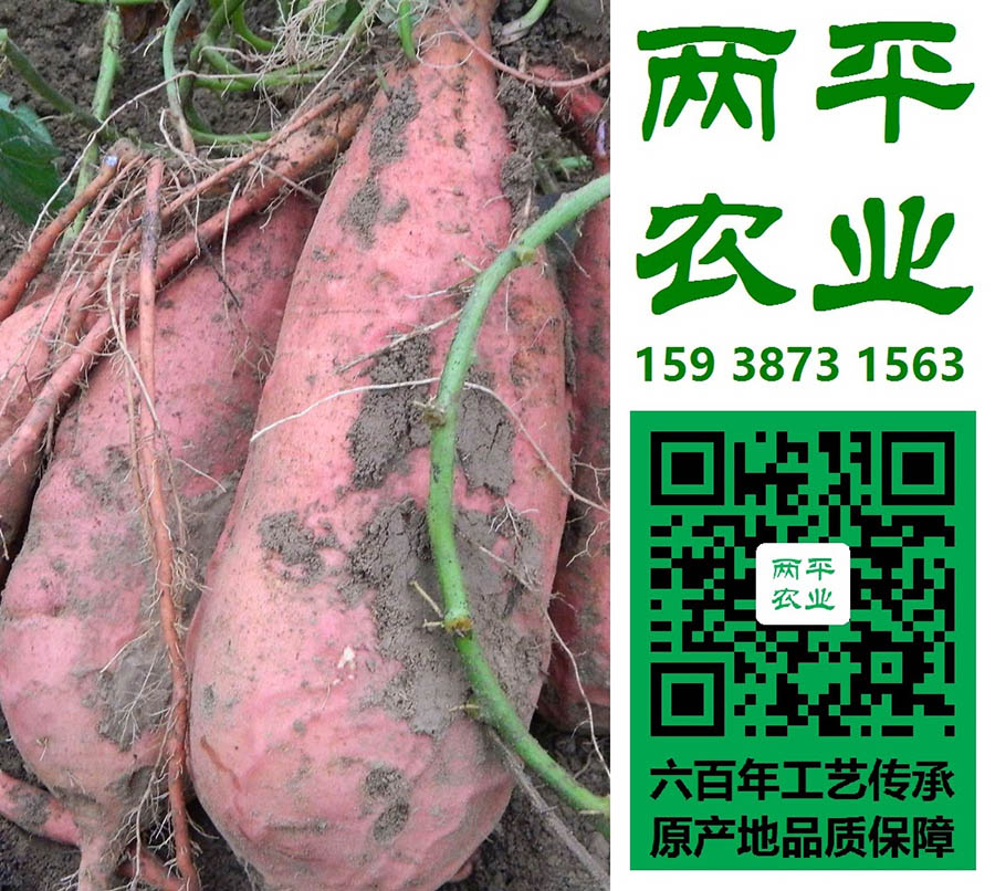 四川正宗红薯粉条原产区