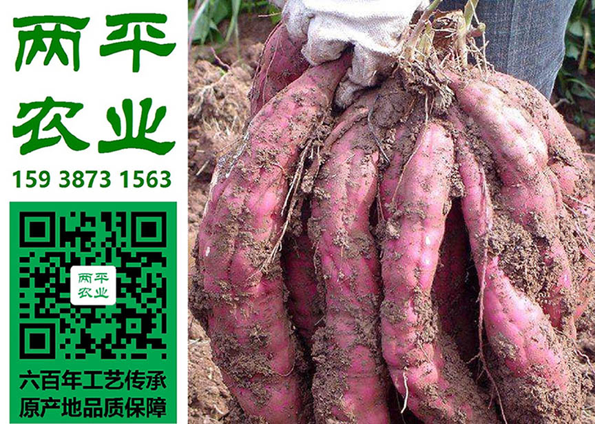 巴彦淖尔红薯粉条主产区