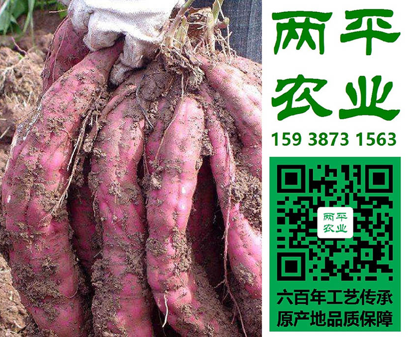 湖州手工红薯粉条企业定制