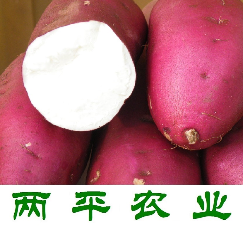 吐鲁番红薯粉条供应商