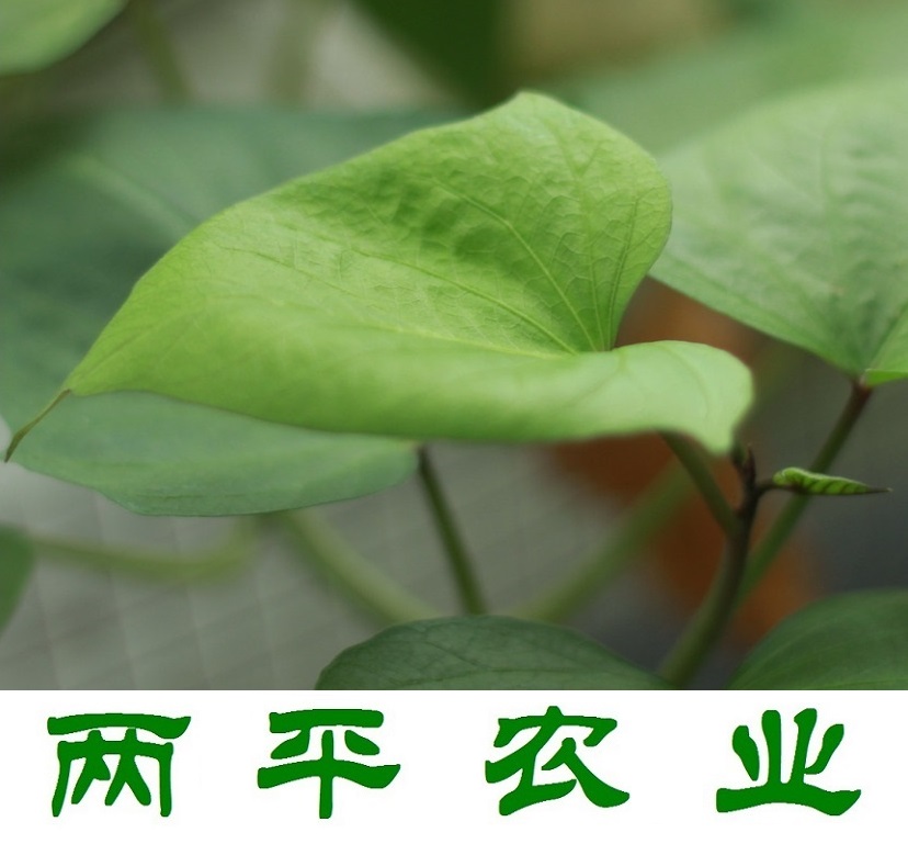 通化正宗红薯粉条生产基地