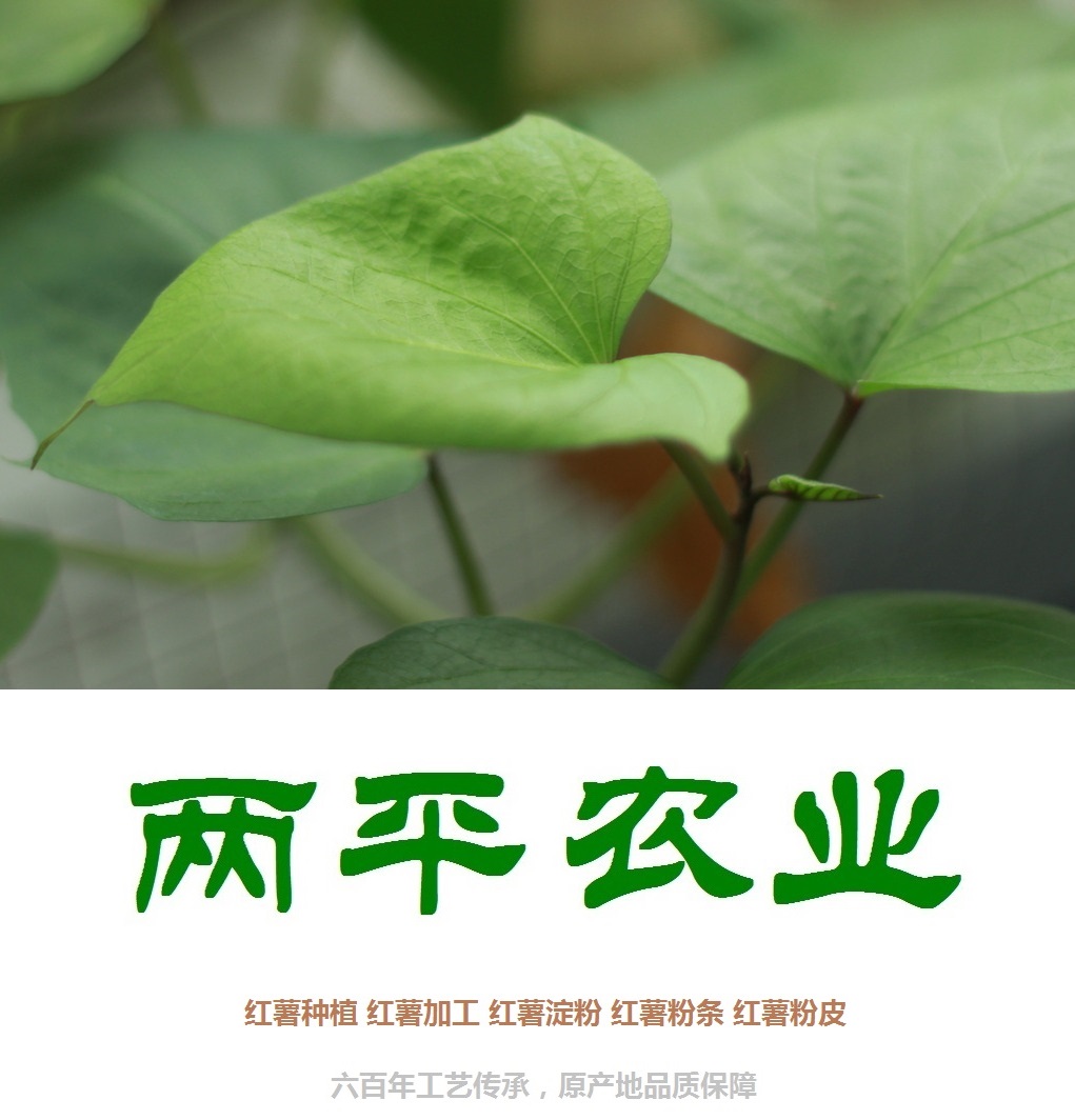 西藏手工粉条供应商