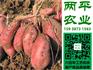 广州纯红薯粉条定制厂商
