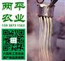 河南纯红薯粉条定制厂商
