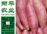 昭通手工红薯粉条市场行情