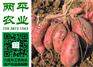 克拉玛依纯红薯粉条定制厂商
