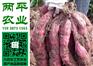 广元红薯粉条供应商
