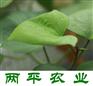 大理红薯粉条主产地