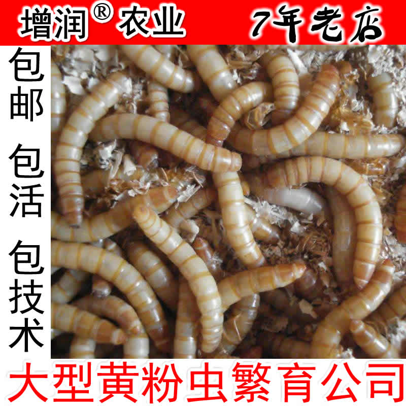 黄粉虫种虫虫卵包邮 养殖黄粉虫种苗 面包虫卵送黄粉虫  特种养殖