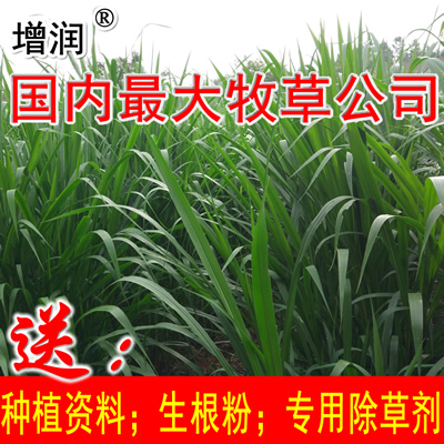 增润草种节包邮 高产牧草增润草种子种苗  养殖