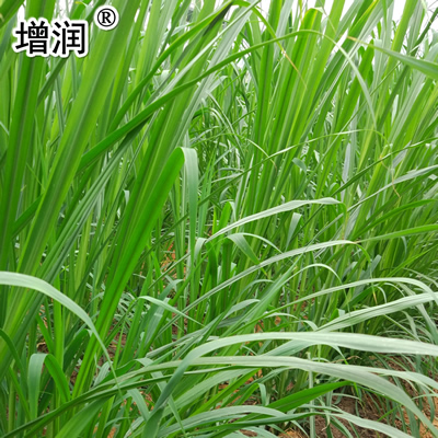 巨菌草种节批发包邮，购高产牧草种送技术