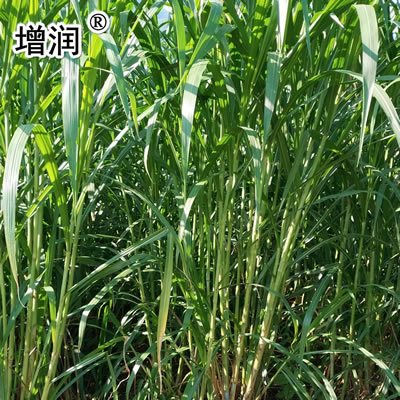 巨菌草种节批发包邮，购高产牧草种送技术
