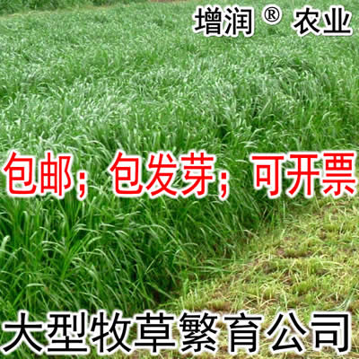 黑麦草种子包邮 特高冬牧70养殖多年生  牧草