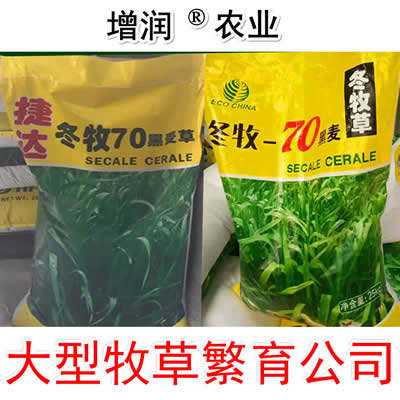 黑麦草种子包邮 特高冬牧70养殖多年生  牧草