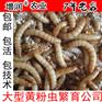 黄粉虫种虫虫卵包邮 养殖黄粉虫种苗 面包虫卵送黄粉虫