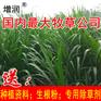 增润草种节包邮 高产牧草增润草种子种苗