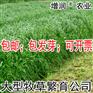 黑麦草种子包邮 特高冬牧70养殖多年生