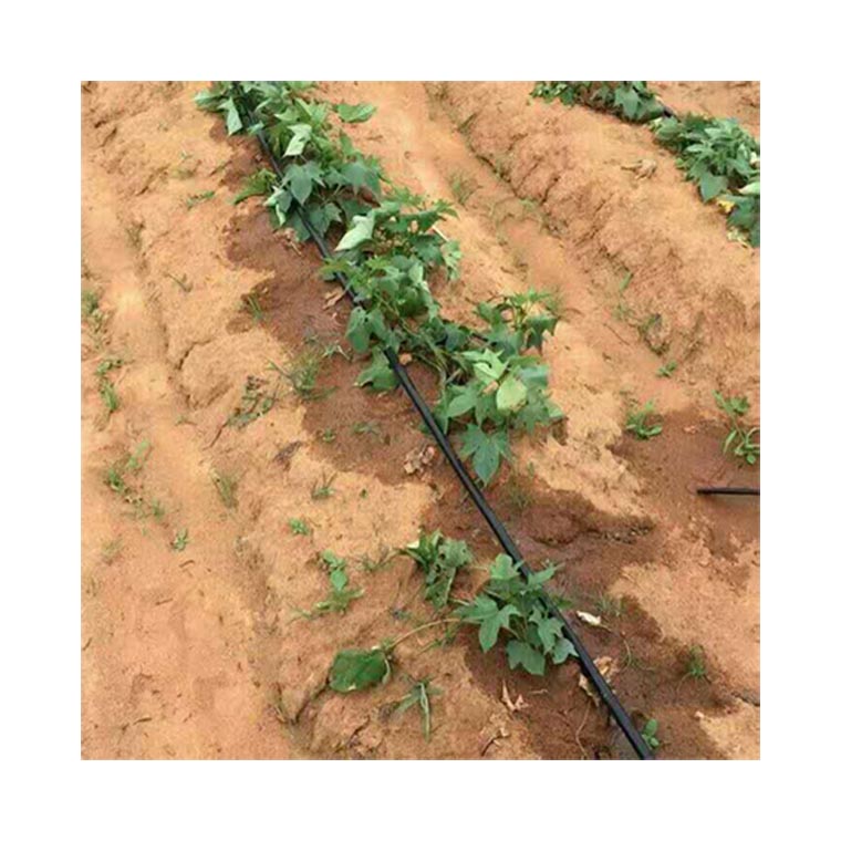 邵阳露天草莓滴管水管安装价格  邵天草莓滴管