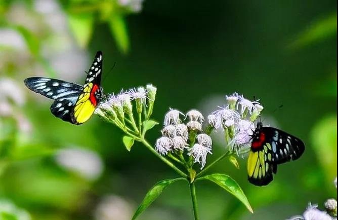 合肥古琴工作室招聘  古琴批发  古琴零售  复雅古琴社