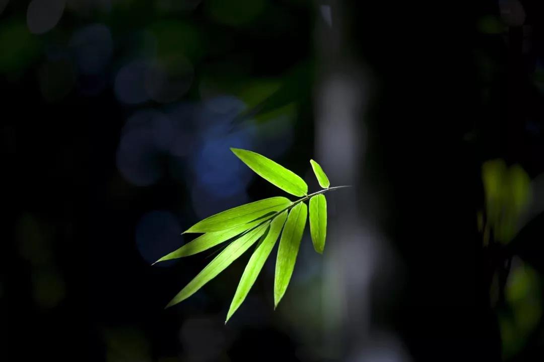 做无用的事合肥复雅古琴工作室介绍  古琴批发  古琴零售  复雅古琴社