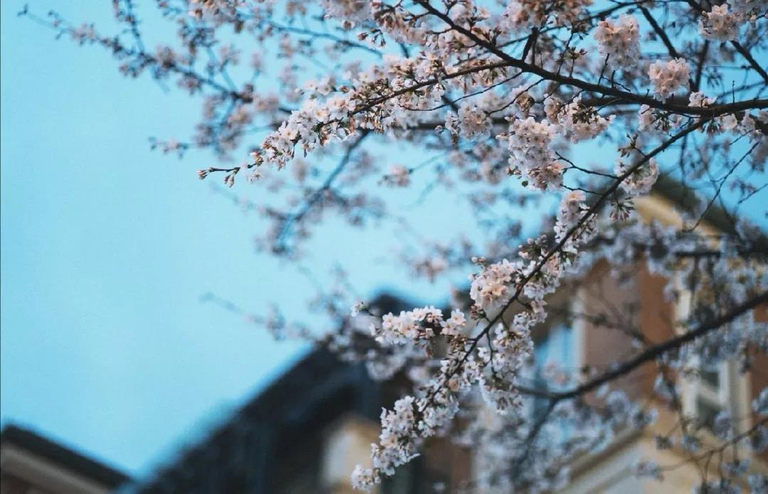 在合肥初学者买什么样的古琴  古琴批发  古琴零售  复雅古琴社