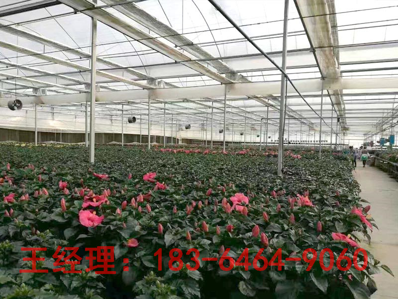 智能玻璃温室大棚  智能温室