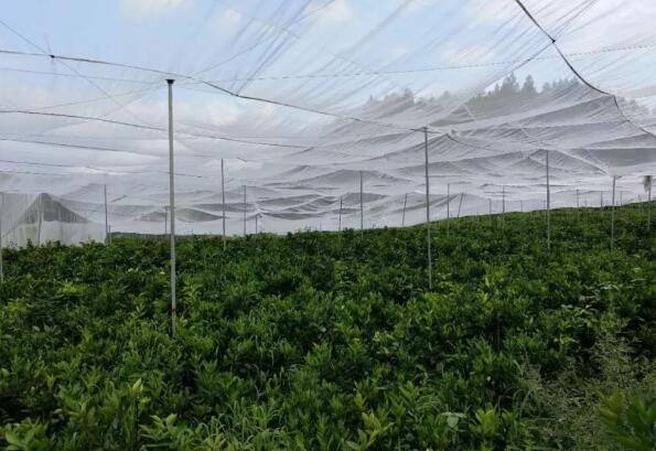 脐橙网拼接大网片使用的纱网果树网耐氧化&nbsp;&nbsp;防虫网&nbsp;&nbsp;防虫网批发